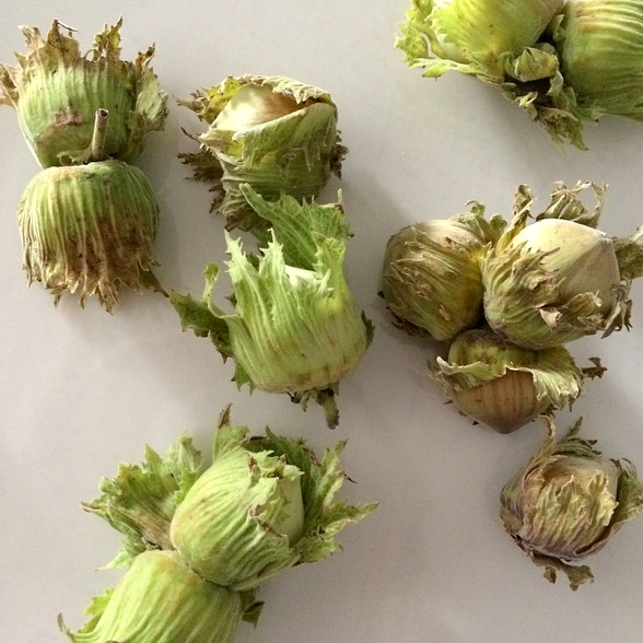 Poignée de noisettes