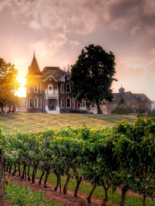 Vignoble Ontario
