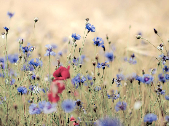 Chronique #105 : Éloge de l'éphémérité