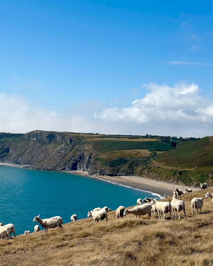 Compter les moutons : le meilleur des exercices de méditation !